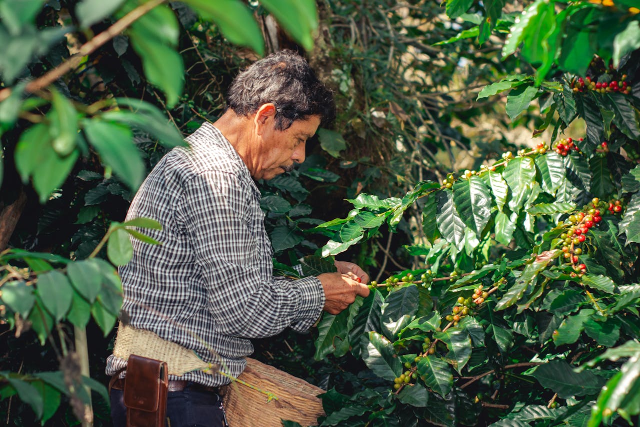 El café en México