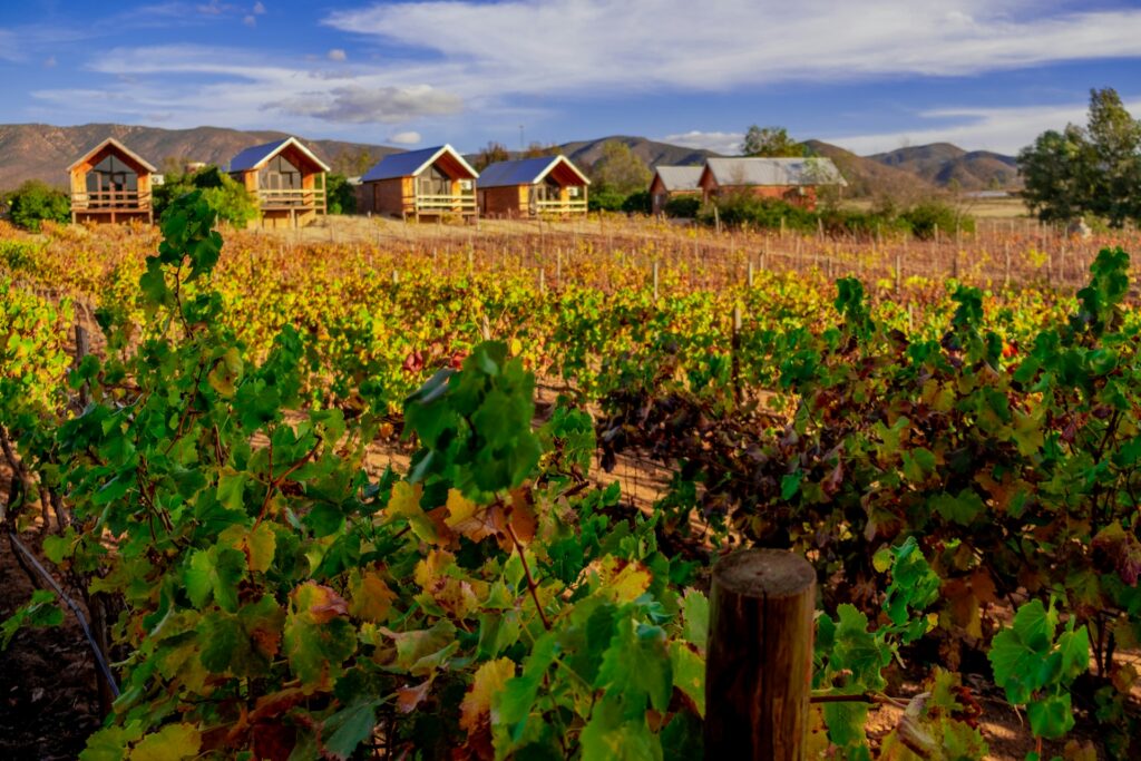 Enoturismo en Baja California: un recorrido diferente entre viñedos Vinos de Baja California 05_26