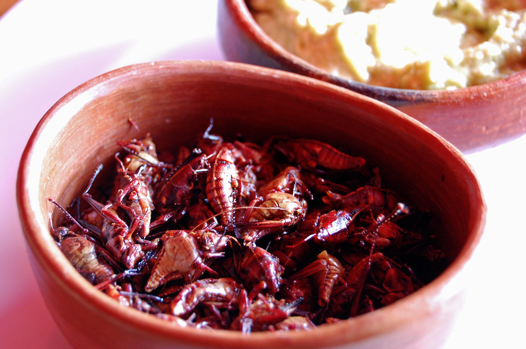 Insectos comestibles alrededor del mundo insectos comestibles