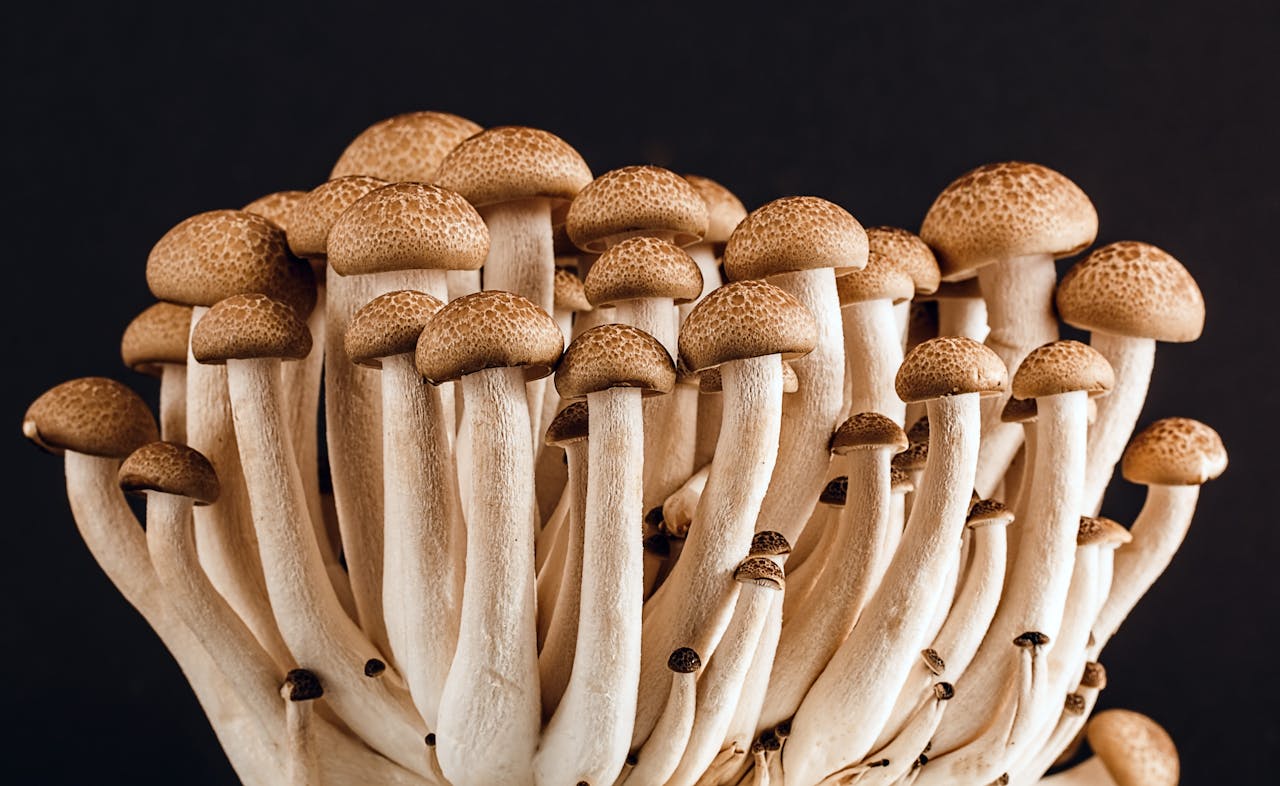 umami, el quinto sabor