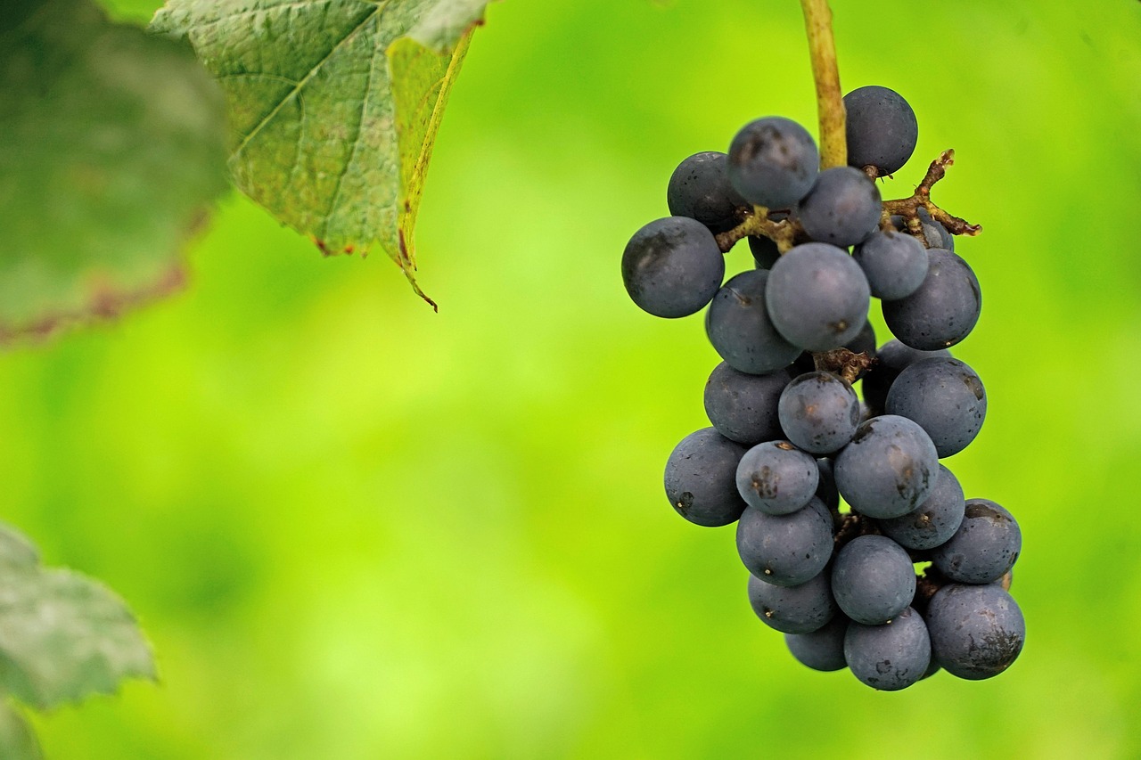 Pinot Noir, uva