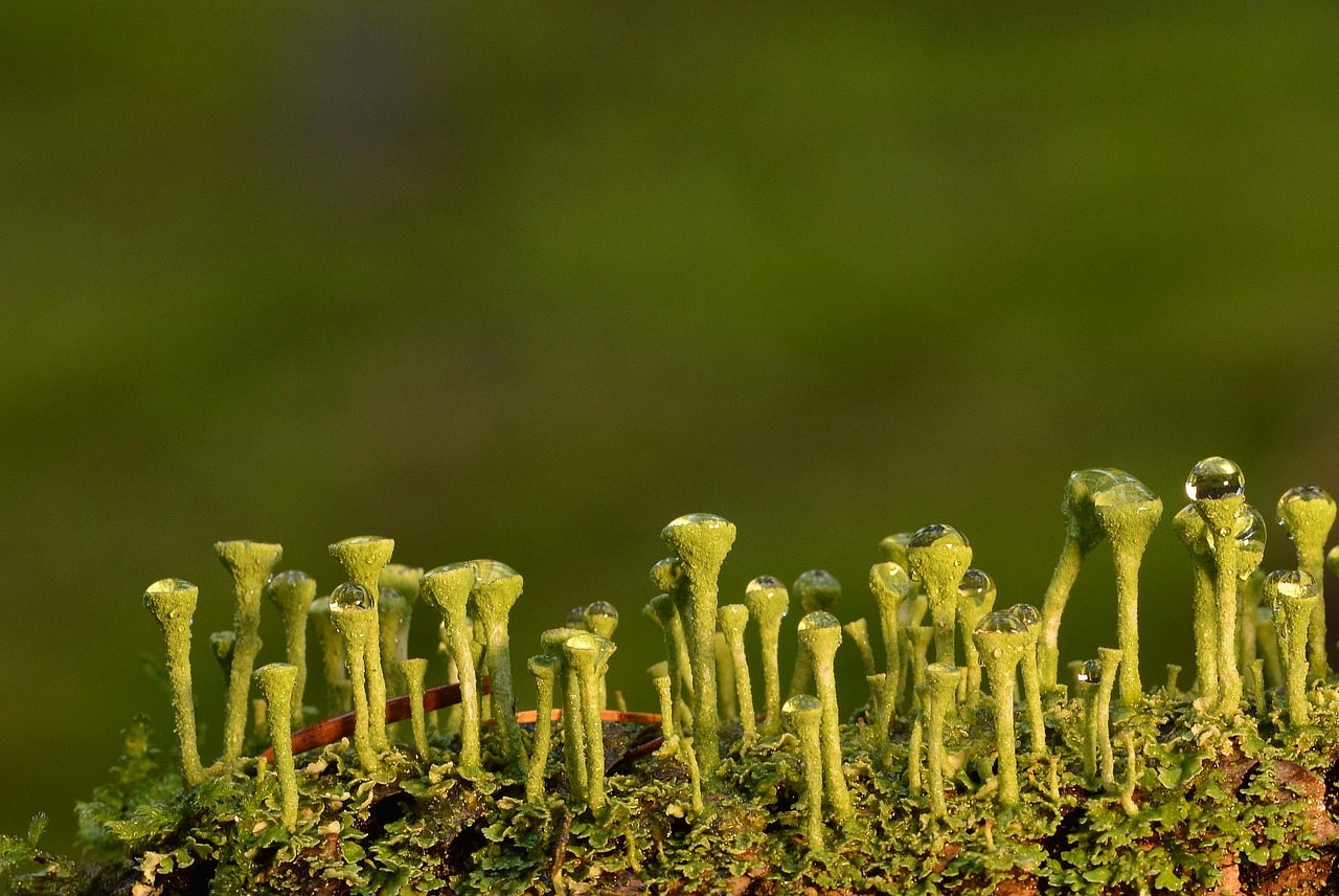 El verano sabe a lluvia. Hongos, quelites e insectos