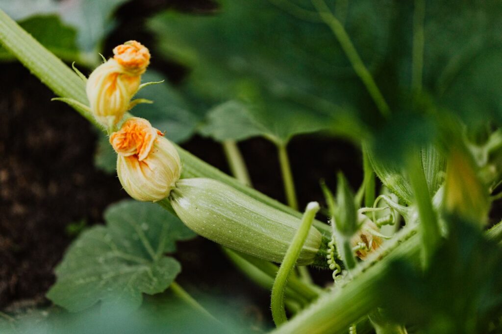 flor de calabaza