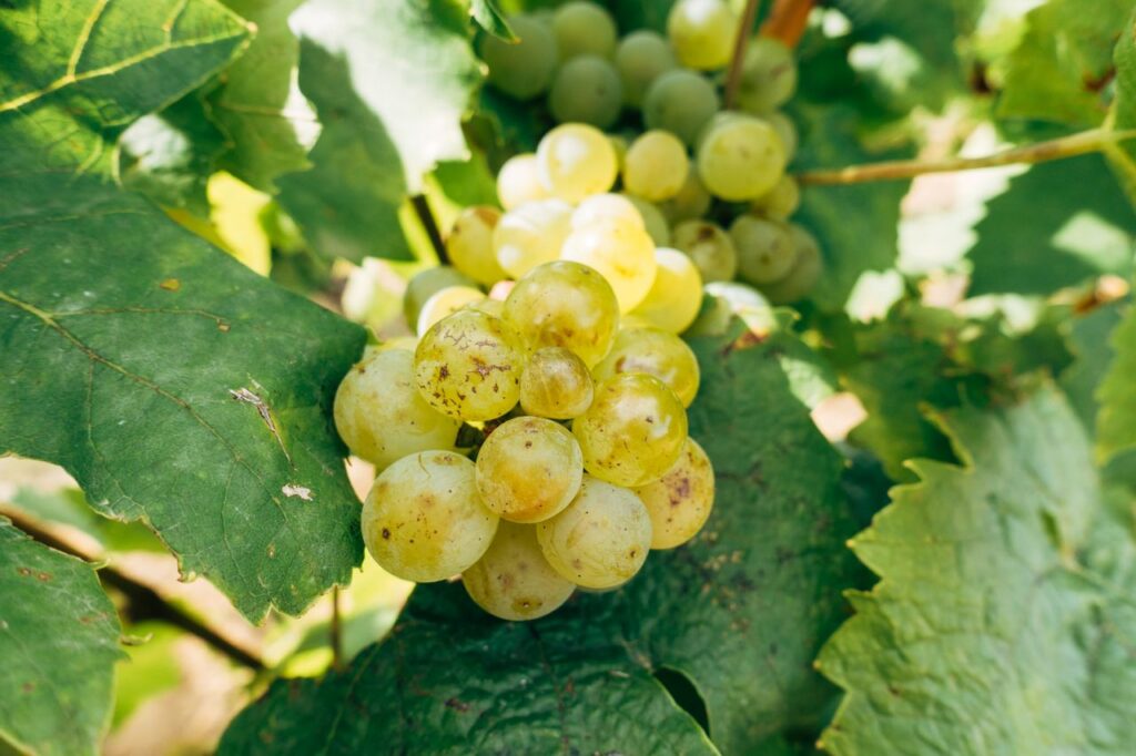 Albariño, un viaje a la frescura atlántica Albariño chula gula