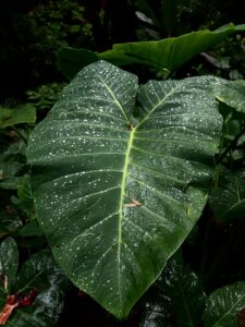 Naturaleza michoacana - Erick Trejo @trejo2587