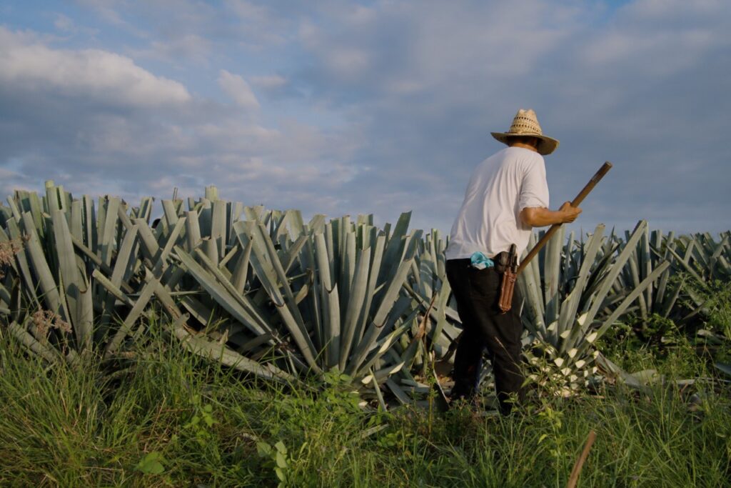 El mezcal y su paisaje