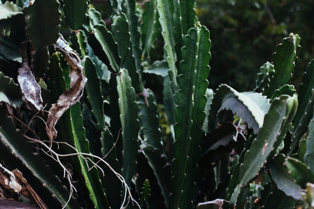 Foto de Adolfo Félix en Unsplash.