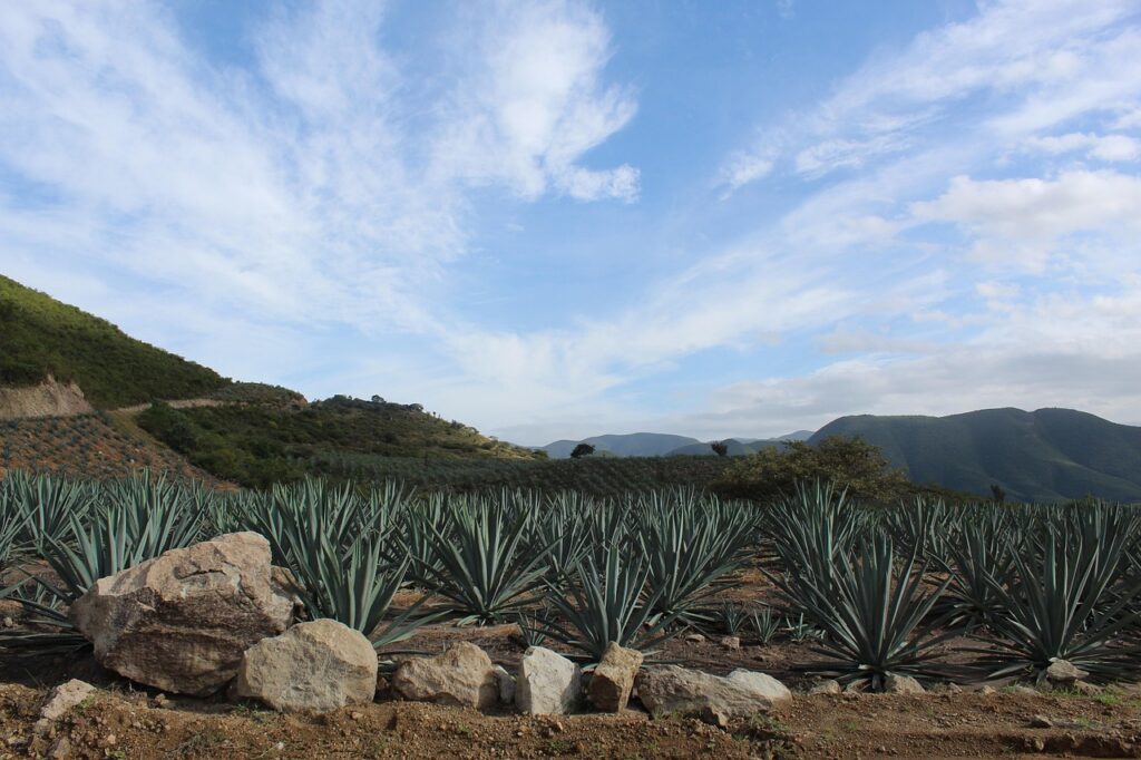 Hierbas y agaves en Oaxaca