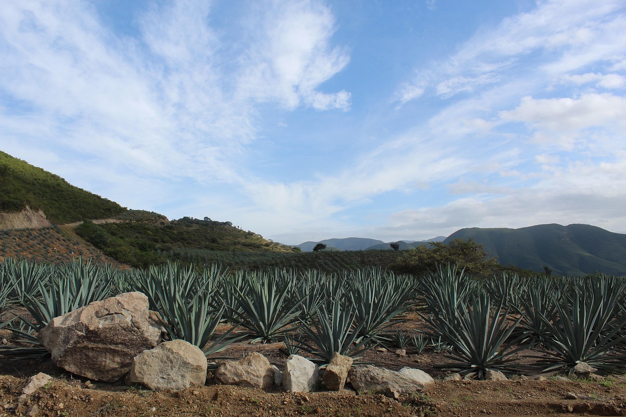 Hierbas y agaves en Oaxaca