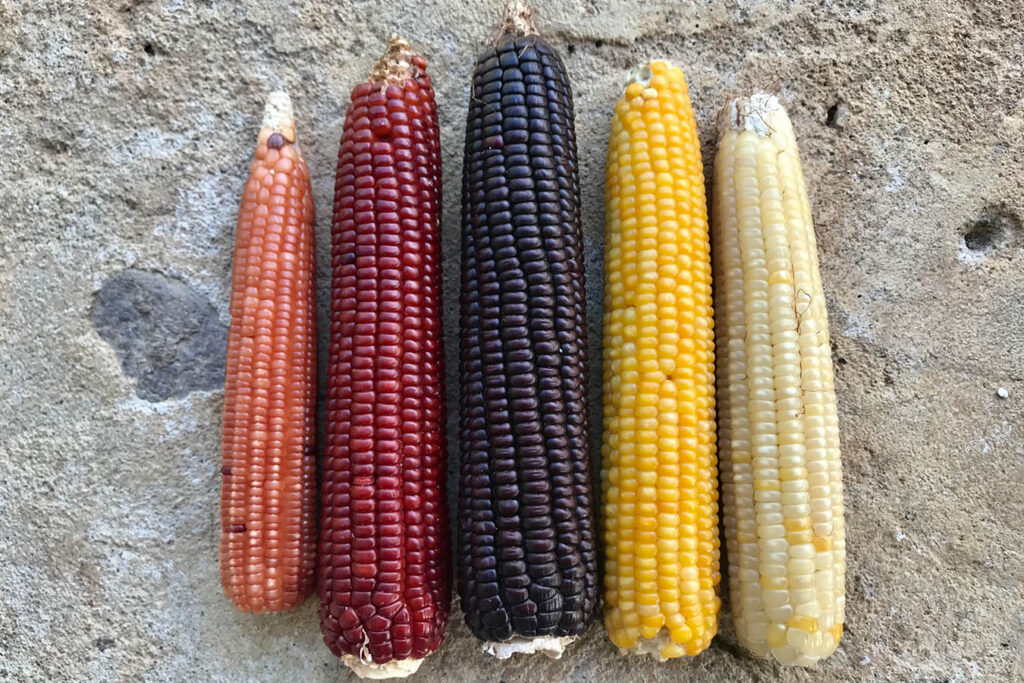 Tipos de maíz palomero criollo