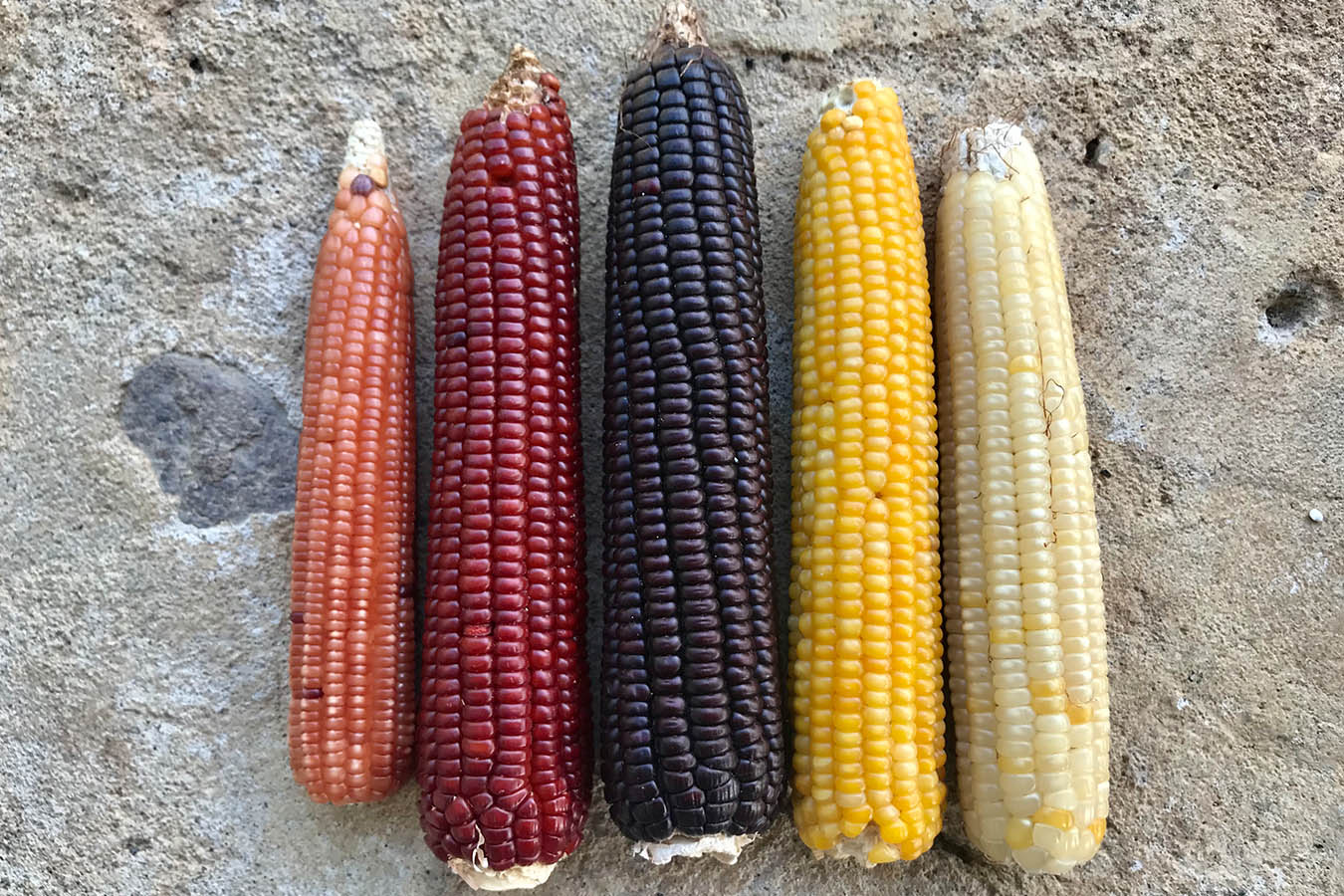 Tipos de maíz palomero criollo
