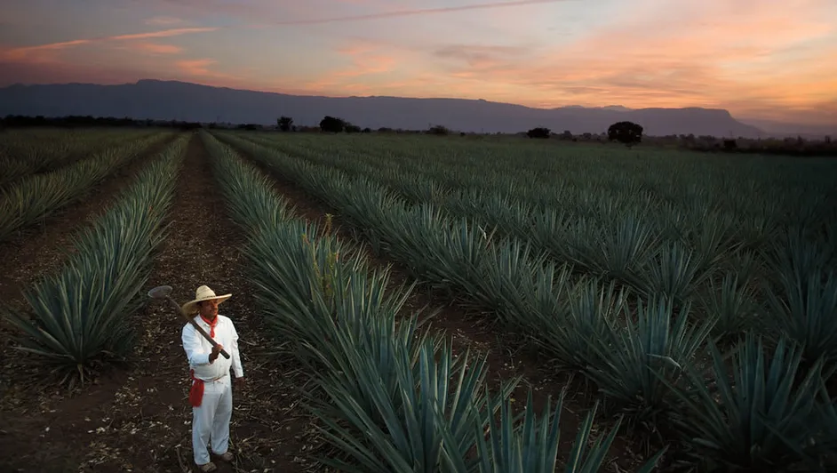 paisaje agavero en jalisco