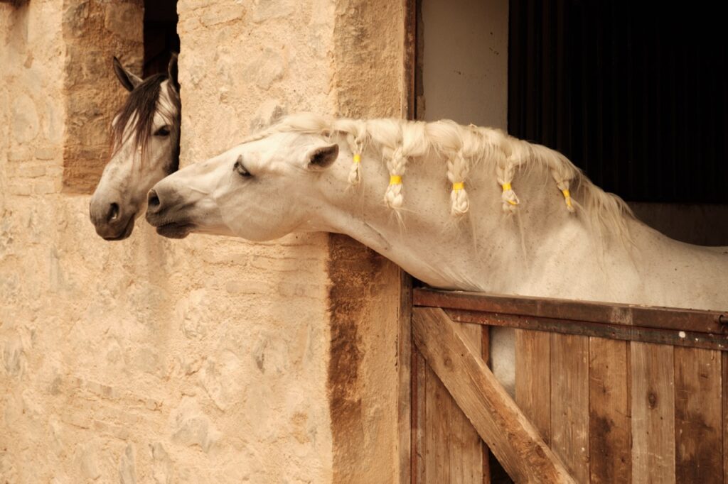 casa reyes, vino y caballos