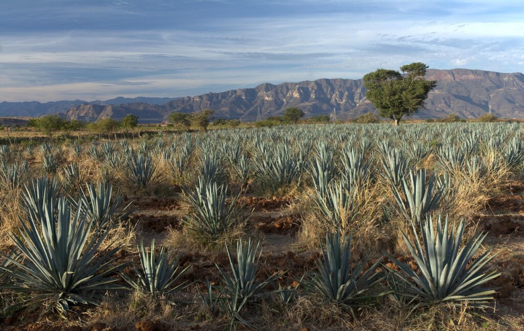 el mundo del mezcal