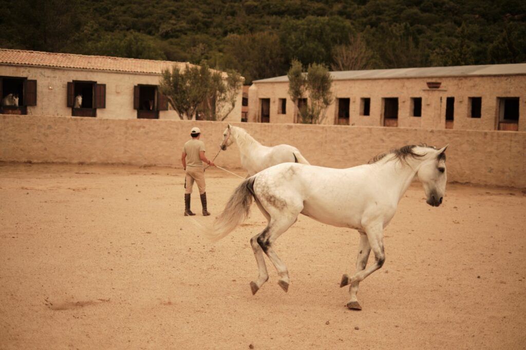 vinos, caballos y vendimia en casa reyes