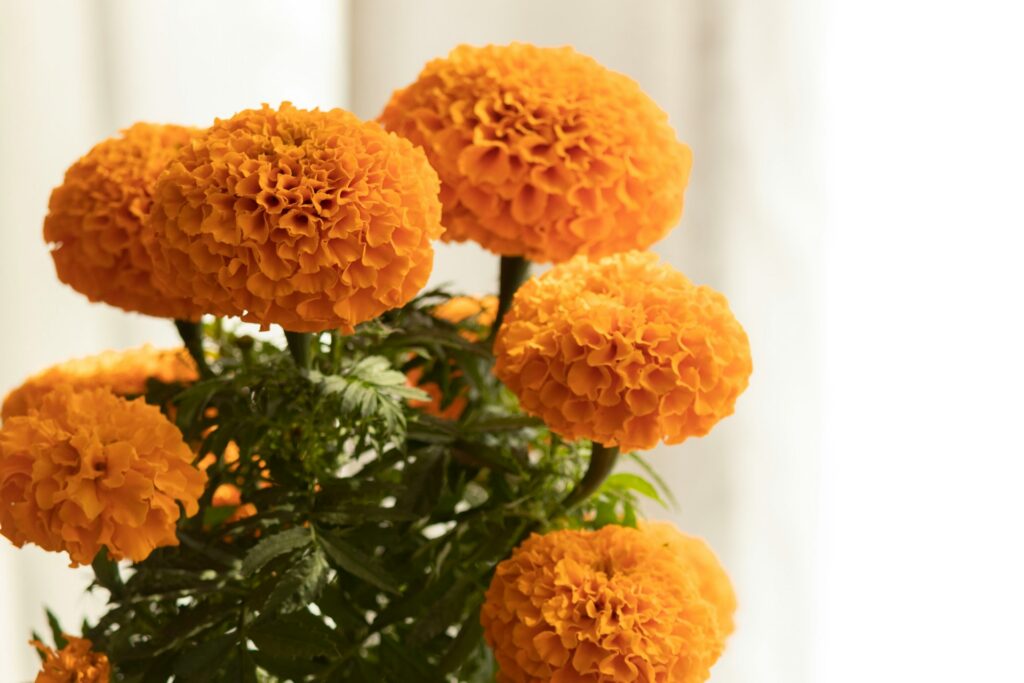 Flor de cempasúchil chula gula