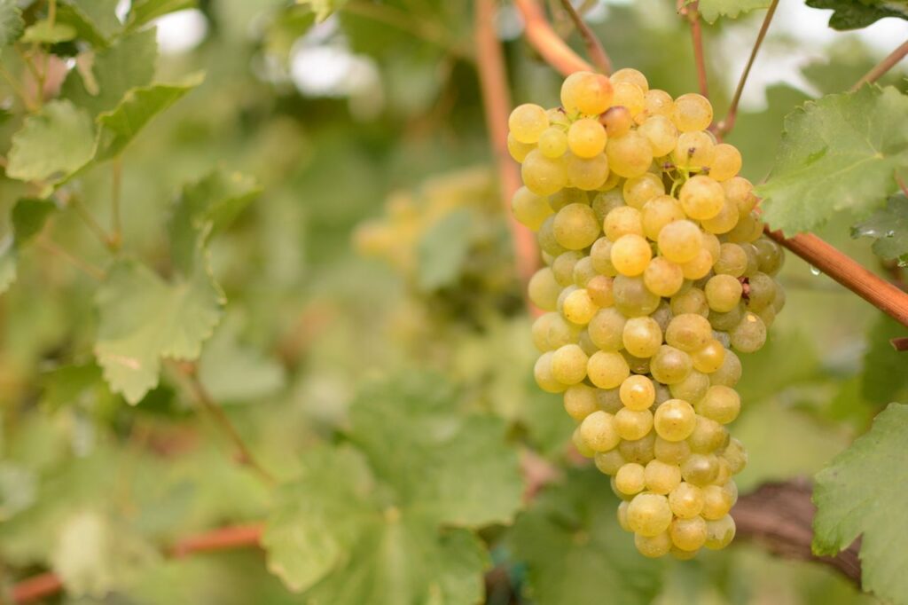 chardonnay