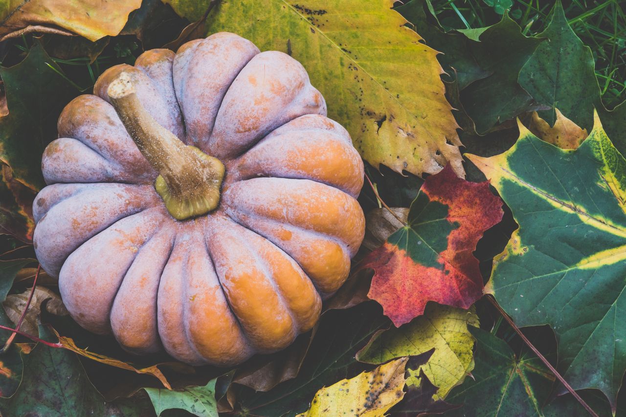Día de la calabaza