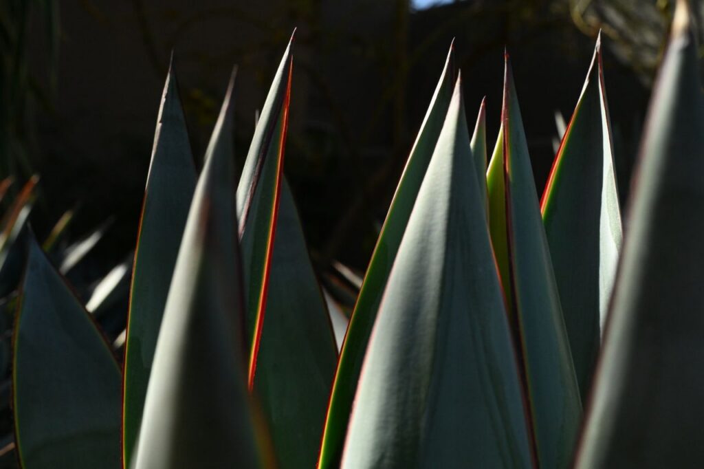 Agave jabalí